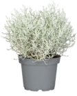 Aktuelles Stacheldrahtpflanze Angebot bei Penny in Hannover ab 1,59 €