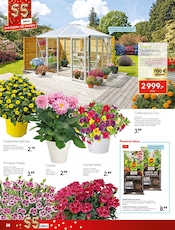 Balkonpflanzen im Hellweg Prospekt in Königswinter Aktueller Hellweg Prospekt mit Balkonpflanzen, "Wir feiern, Sie sparen!", Seite 28