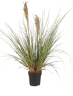 Kleines Pampasgras „Cortaderia selloana‚ Pumila‘“ von  im aktuellen Hagebaumarkt Prospekt für 19,99 €