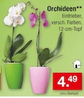 Orchideen Angebote bei Zimmermann Göttingen für 4,49 €