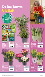 Blumen Angebot im aktuellen Lidl Prospekt auf Seite 5