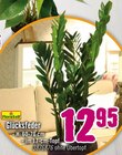 Aktuelles Glücksfeder Angebot bei Hornbach in Wuppertal ab 12,95 €