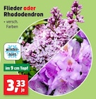Flieder oder Rhododendron Angebote bei Thomas Philipps Dortmund für 3,33 €