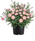 OBI Borna - Bartnelke "Peach Party" Angebot im Prospekt Bartnelke "Peach Party" bei OBI im Borna Prospekt für 2,49 €