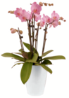 Aktuelles Schmetterlingsorchidee Angebot bei toom Baumarkt in Bochum ab 19,99 €