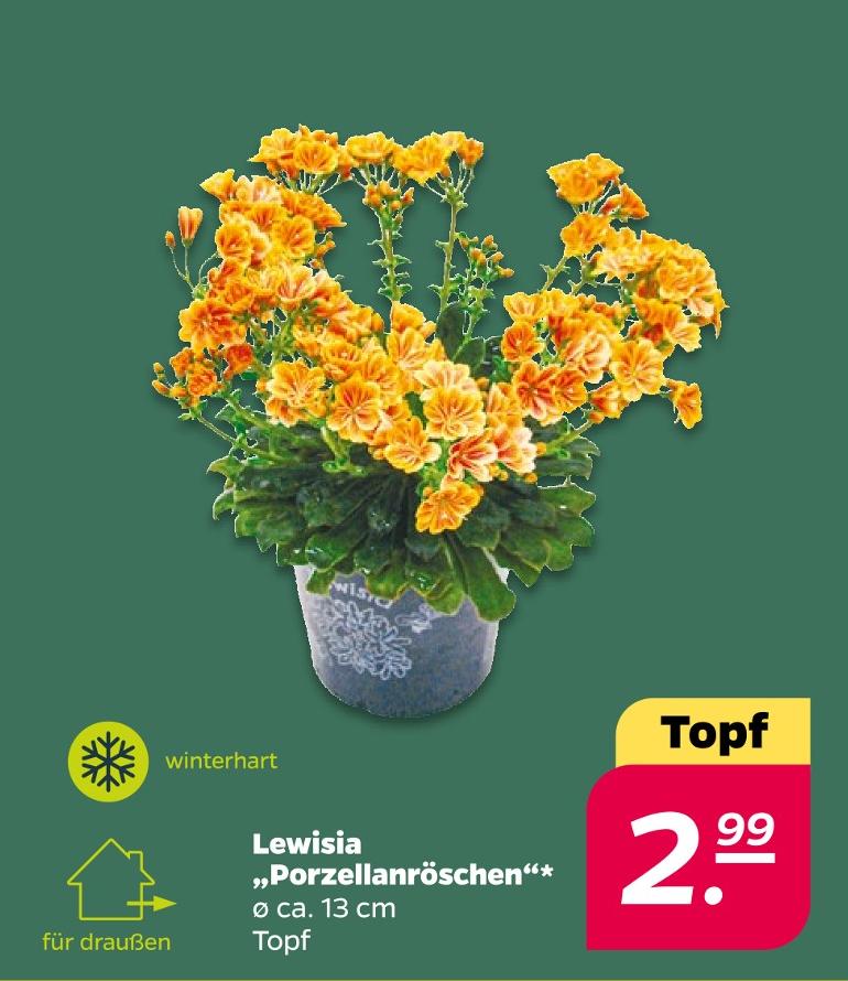 Lewisia „Porzellanröschen“