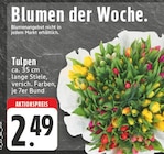 Tulpen Angebote bei E center Mülheim für 2,49 €