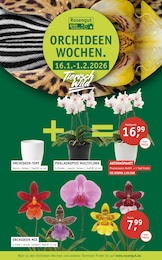 ROSENGUT Langerwisch Prospekt für Nuthe-Urstromtal: "ORCHIDEEN-WOCHEN.", 4 Seiten, 14.01.2026 - 01.02.2026