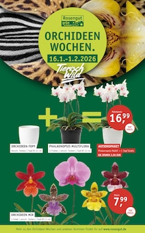 ROSENGUT Langerwisch Prospekt ORCHIDEEN-WOCHEN. mit 4 Seiten