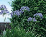 Promo Agapanthe d'Afrique à 7,90 € dans le catalogue Super U à Flaine