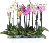 ORCHIDÉE 2 BRANCHES - SANS MARQUE en promo chez Auchan Hypermarché Antibes à 8,49 €