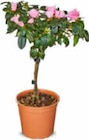 Azalee Stämmchen im Angebot bei Netto Marken-Discount in Ahaus Azalee Stämmchen Angebote bei Netto Marken-Discount Ahaus für 5,99 €
