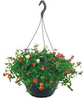 Netto mit dem Scottie Ostseebad Binz - Portulaca Blumenampel Angebot im Prospekt Portulaca Blumenampel bei Netto mit dem Scottie im Ostseebad Binz Prospekt für 8,99 €