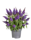 SOMMERFLIEDER "BUTTERFLY CANDY" Angebote von GROW BY OBI bei OBI Kassel für 14,99 €