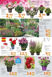 Kraut Angebot & Preis im aktuellen Globus-Baumarkt Prospekt Kraut Angebot im aktuellen Globus-Baumarkt Prospekt auf Seite 7
