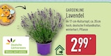 Lavendel von GARDENLINE für 2,99 € bei ALDI Nord im Angebot Lavendel von GARDENLINE im aktuellen ALDI Nord Prospekt