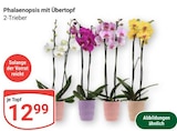Aktuelle Pflanzen Angebote bei GLOBUS in Saarbrücken Aktuelles Phalaenopsis mit Übertopf Angebot bei GLOBUS in Saarbrücken ab 12,99 €
