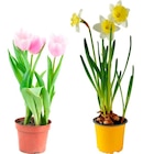 Bulbes fleurs en pot dans le catalogue Carrefour