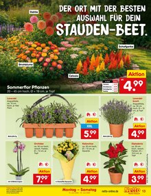 Pflanzen im aktuellen Netto Marken-Discount Prospekt (Freiburg (Breisgau)) Pflanzen im Netto Marken-Discount Prospekt "Aktuelle Angebote" mit 64 Seiten (Freiburg (Breisgau))