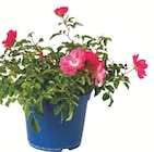 Rosiers couvre-sol - FLEURS DE FRANCE en promo chez Botanic Argenteuil à 9,98 €