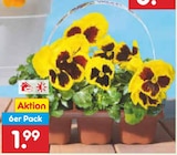 Viola Angebote bei Netto Marken-Discount Dorsten für 1,99 €