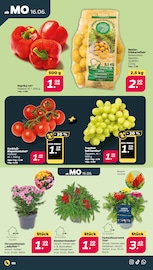 Blumen Angebot im aktuellen Netto mit dem Scottie Prospekt auf Seite 3