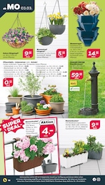 Blumenkasten Angebot im aktuellen Netto mit dem Scottie Prospekt auf Seite 14