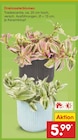 Aktuelle Zimmerpflanzen Angebote bei Netto Marken-Discount in Essen Aktuelles Dreimasterblumen Angebot bei Netto Marken-Discount in Essen ab 5,99 €