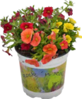 Zauberglöckchen Angebote von GROW by OBI bei OBI Erftstadt für 3,99 €