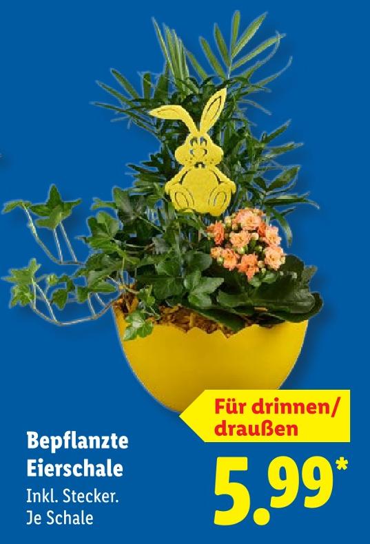 Bepflanzte Eierschale