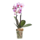 Aktuelle Orchidee Angebote bei Blumen Ostmann in Bremen Aktuelles Mini-Schmetterlingsorchidee Angebot bei Blumen Ostmann in Bremen ab 5,99 €