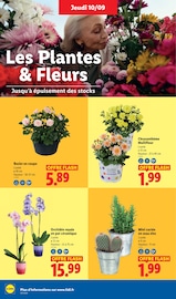 Promos Chrysanthèmes dans le catalogue "Ça vaut le coup." de Lidl Chrysanthèmes en promo dans le catalogue Lidl à la page 48
