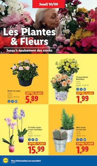Promotion Pot En Céramique dans le prospectus Lidl, valable du 10/09/2026 au 16/09/2026 Promo Pot En Céramique dans le catalogue Lidl du moment à la page 48