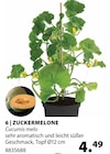 Dehner Garten-Center Hopfgarten - Zuckermelone Angebot im Prospekt Zuckermelone bei Dehner Garten-Center im Hopfgarten Prospekt für 4,49 €