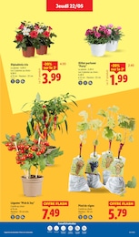 Prix et réduction Arbre Fruitier dans le prospectus Lidl en cours Offre Arbre Fruitier dans le catalogue Lidl du moment à la page 33