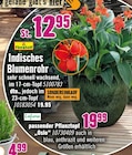 Indisches Blumenrohr Angebote von FloraSelf bei Hornbach Bamberg für 12,95 €