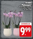 Orchidee Phalaenopsis bei EDEKA im Prospekt "" für 9,99 €