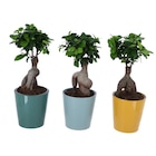 Ficus ginseng à 8,99 € dans le catalogue Carrefour