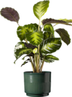 Calathea bei BAUHAUS im Lübeck Prospekt für 14,99 €