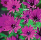 Osteospermum Pot 19 cm dans le catalogue Intermarché Super
