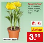 Tulpen im Topf Angebote bei Netto Marken-Discount Ahlen für 3,99 €