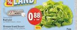 Aktuelle Salat Angebote bei EDEKA in Köln Aktuelles Kopfsalat Angebot bei EDEKA in Köln ab 0,88 €