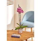 Orchidée Phalaenopsis - MDD en promo chez Carrefour Market Dijon à 8,99 €