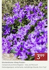 Glockenblume Deep Purple für 3,99 € bei Pflanzen Kölle im Angebot Glockenblume Deep Purple im aktuellen Pflanzen Kölle Prospekt