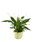 Blühmix in Blumenkeramik im Angebot bei Lidl in Ansbach Blühmix in Blumenkeramik Angebote bei Lidl Ansbach für 3,49 €