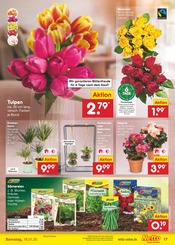 Aktueller Netto Marken-Discount Prospekt mit Blumen, "Aktuelle Angebote", Seite 25