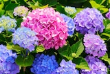 Hortensia de jardin ECLOZ - ECLOZ à 5,00 € dans le catalogue Jardiland