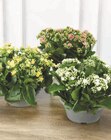 KALANCHOE en promo chez Super U KALANCHOE dans le catalogue Super U