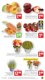 Blumen im EDEKA Prospekt in Lörrach Aktueller EDEKA Prospekt mit Blumen, "Aktuelle Angebote", Seite 10