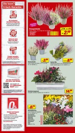 Zimmerpflanzen Angebote im Prospekt "Respekt, wer's selber macht." von toom Baumarkt Zimmerpflanzen Angebote im Prospekt "Respekt, wer's selber macht." von toom Baumarkt auf Seite 2